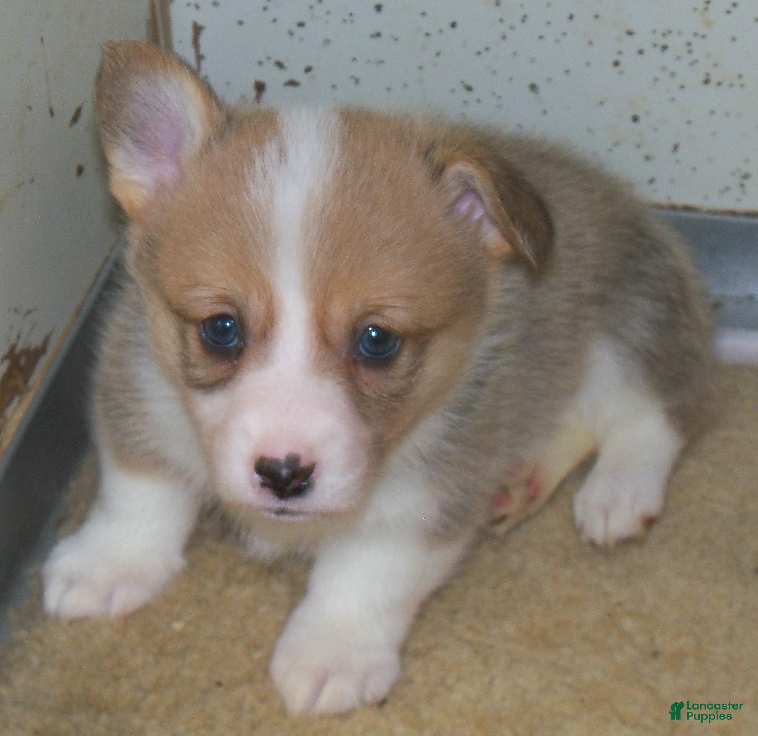 Welsh Corgi Pembroke dogs Georgie - Ad 4