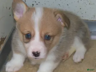 Welsh Corgi Pembroke dogs Georgie - Ad 27