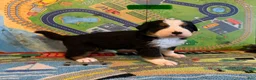 Bernese Mountain Dog dogs for sale: CamoGreen - Ad 4