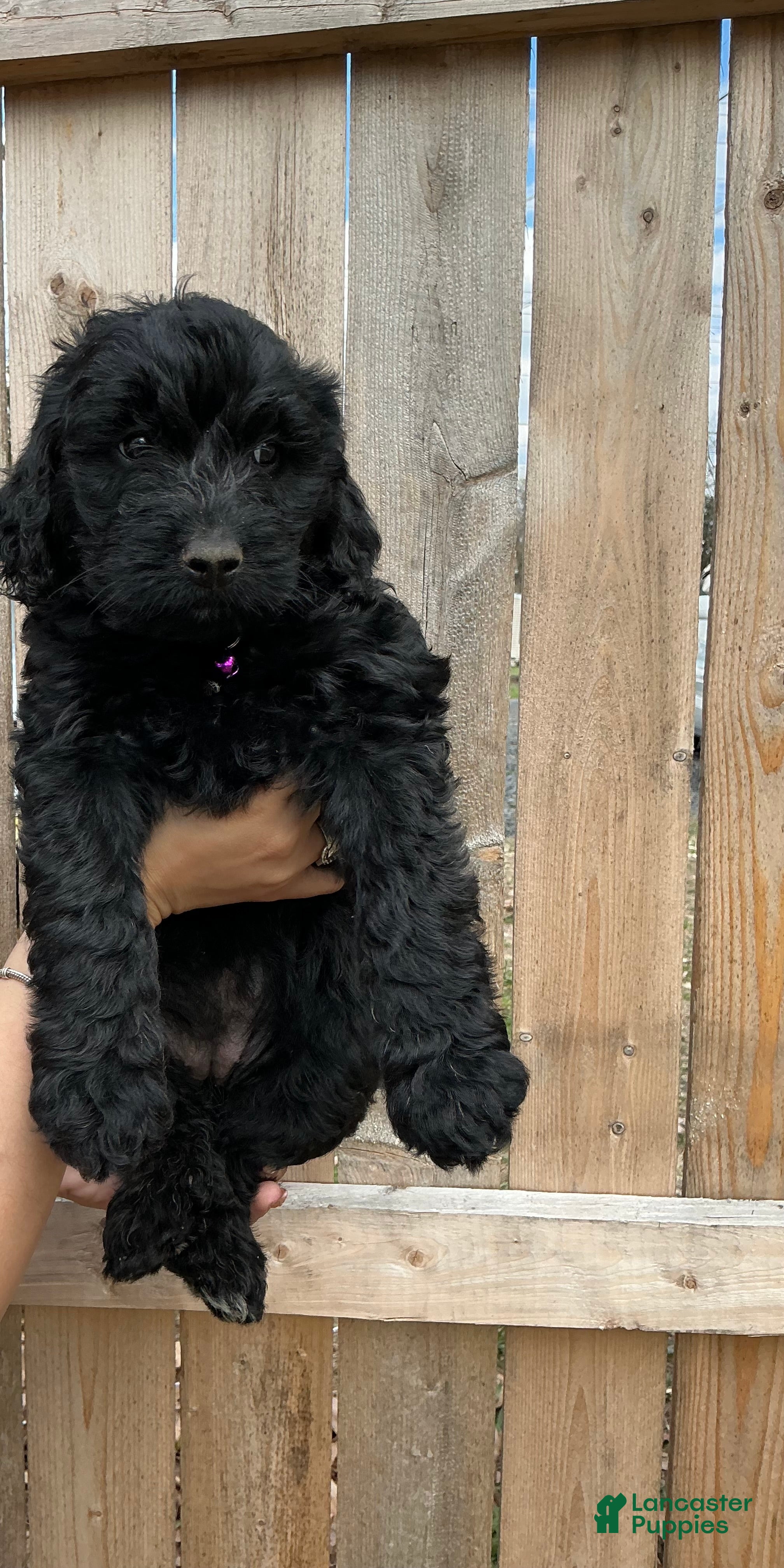 Goldendoodle dogs Skye - Ad 39