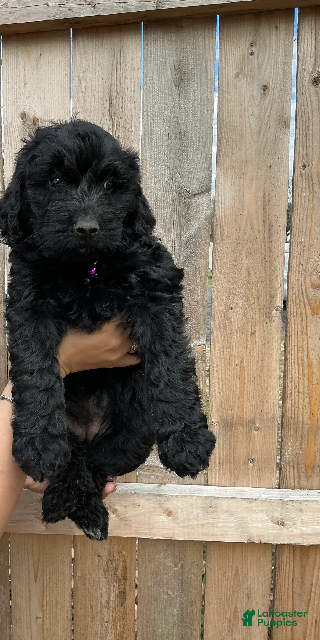 Goldendoodle dogs for sale: Skye - Ad 1