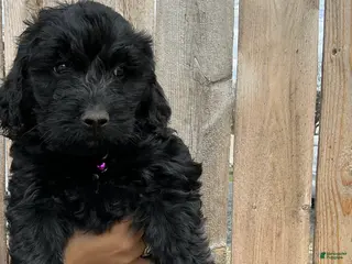 Goldendoodle dogs Skye - Ad 39