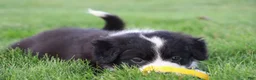 Border Collie dogs for sale: Hayes - Ad 6
