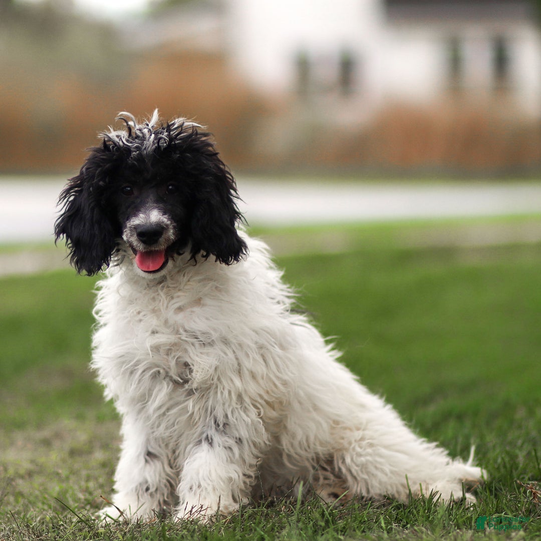 Goldendoodle dogs for sale: Odette - Ad 21