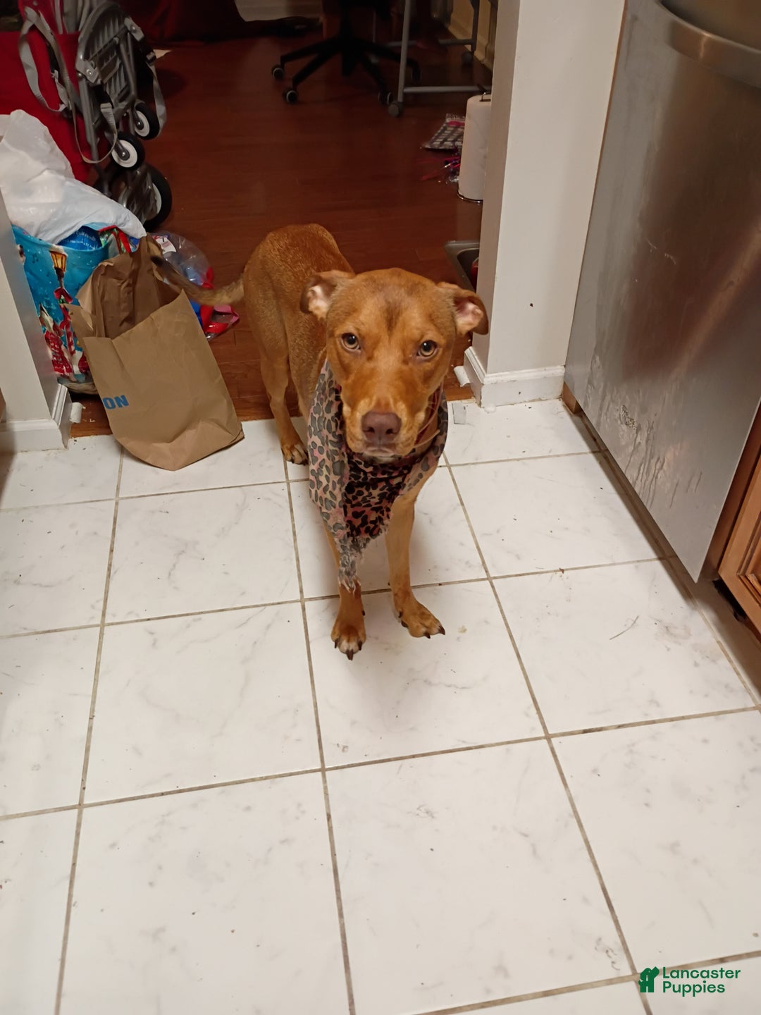 Mixed Breed dogs for sale: Bully pitbull - Ad 2