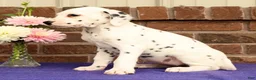 Dalmatian dogs for sale: Cindy - Ad 3