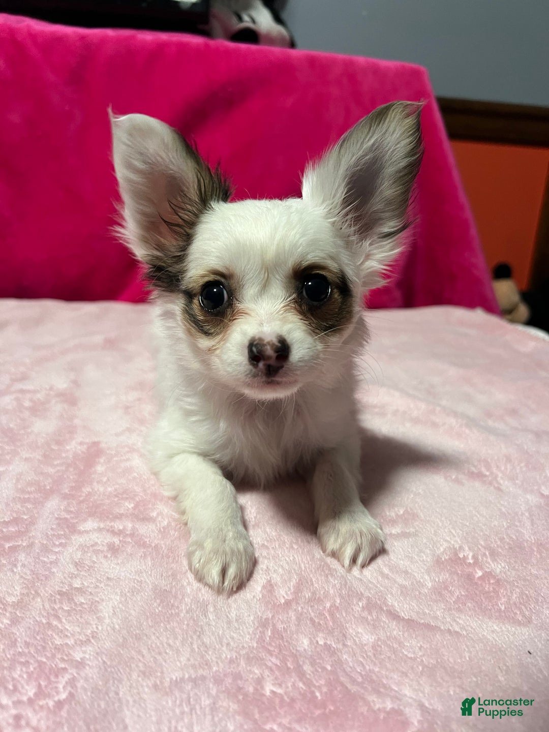 Papillon dogs for sale: Brandy - Ad 5