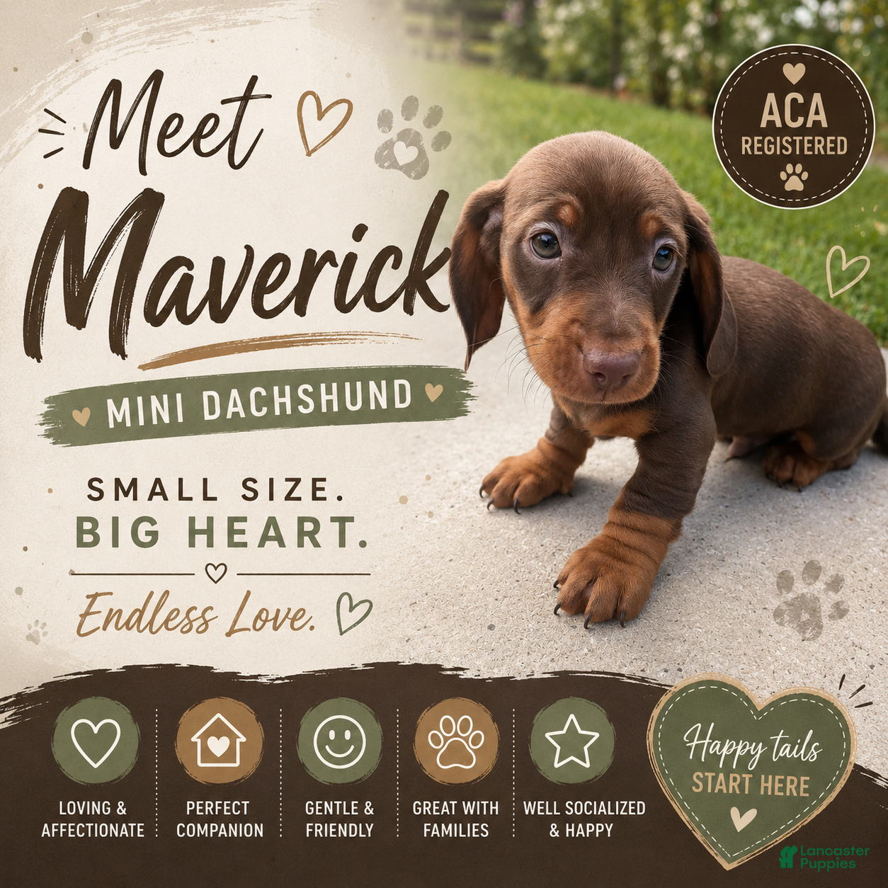 Miniature Dachshund dogs Maverick - Ad 1