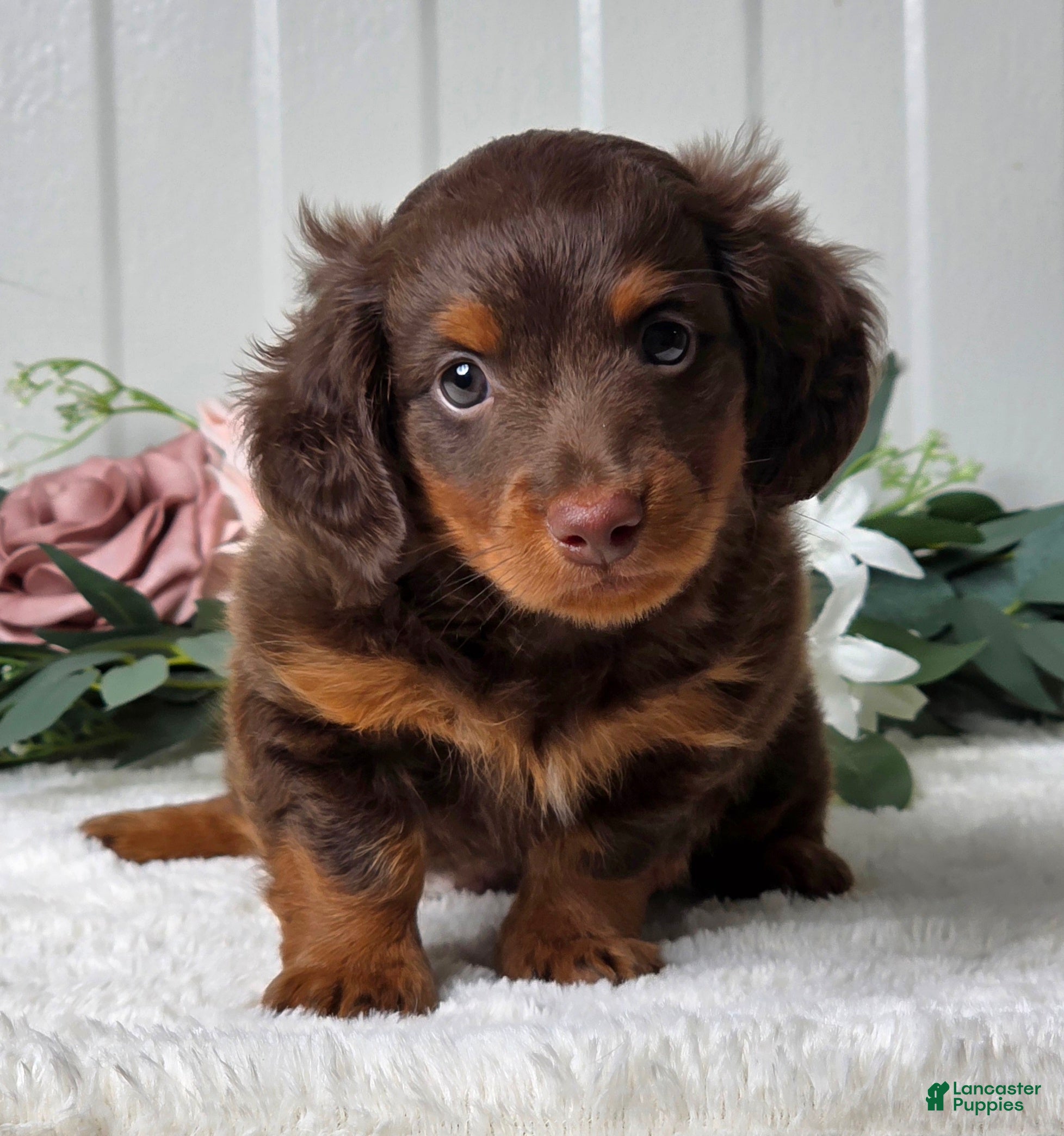 Miniature Dachshund dogs Rover - Ad 2