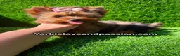 Yorkshire Terrier dogs for sale: Yorkshire Terrier 1 - Ad 6