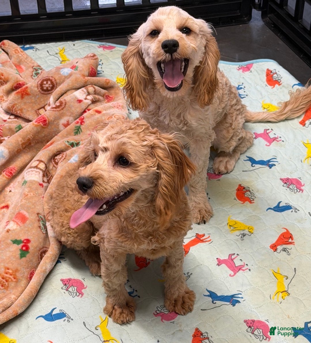 Cavapoo dogs for sale: Russell - Ad 4