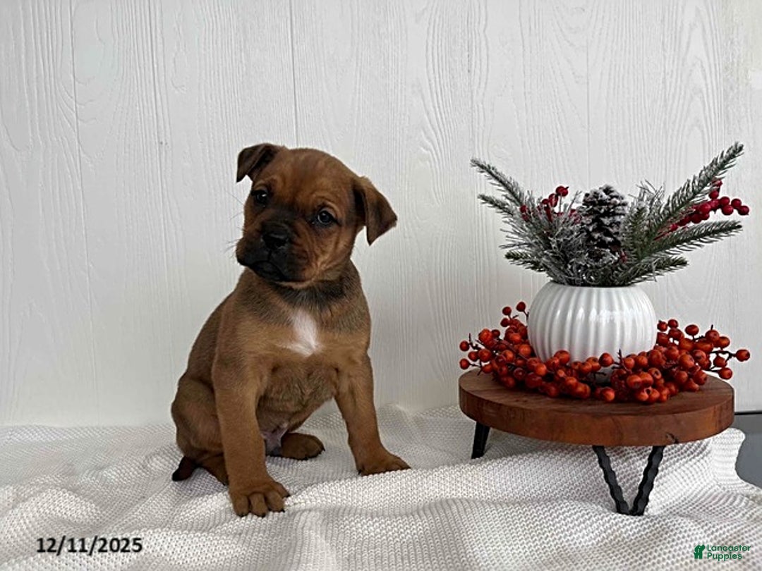Mixed Breed dogs for sale: Mistletoe - Ad 3