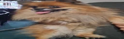Pomeranian dogs for sale: Bear - Ad 2