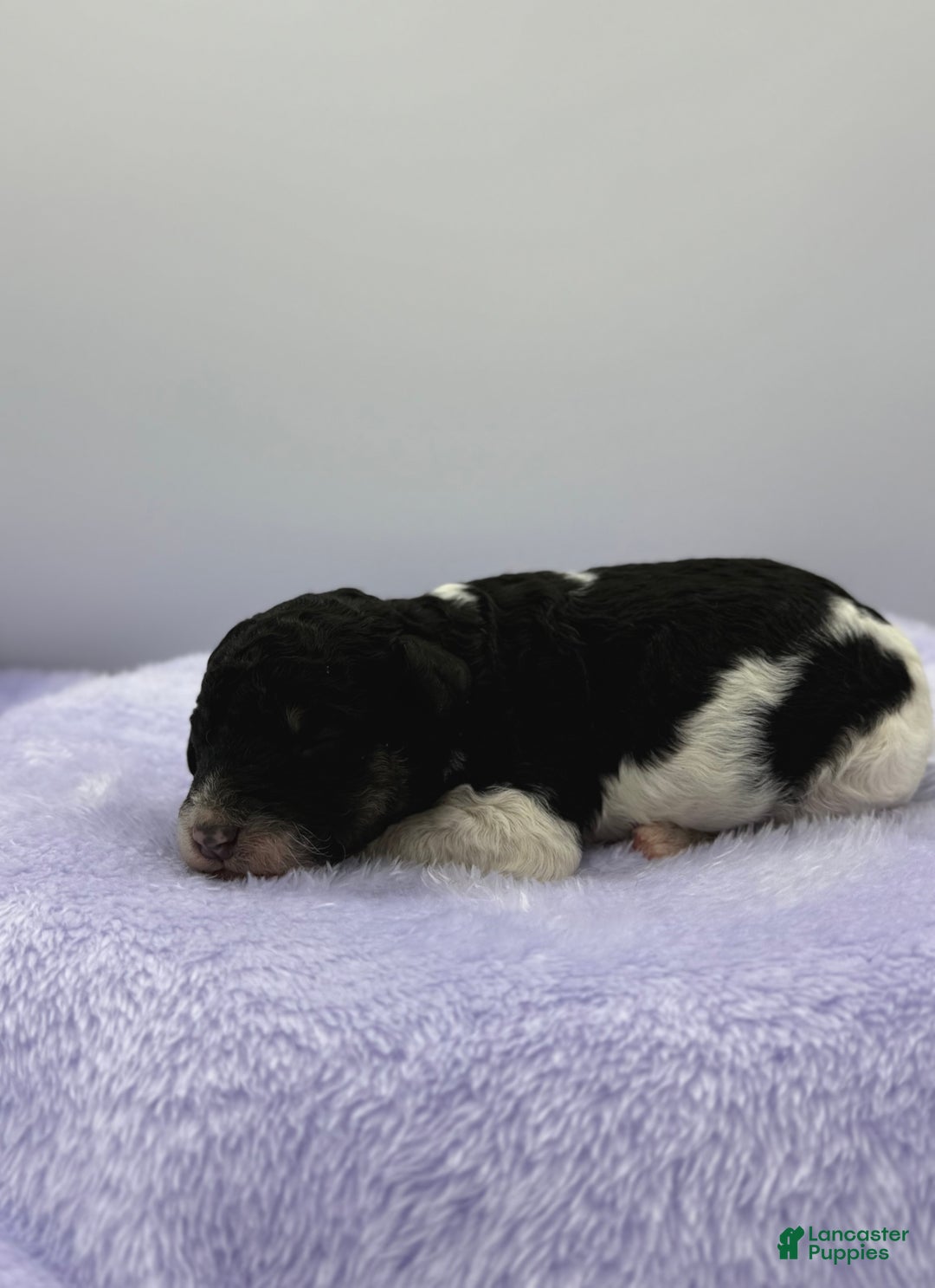Sheepadoodle dogs for sale: Key Lime - Ad 6