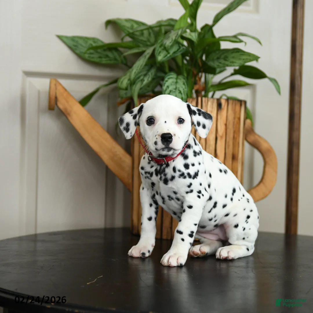 Dalmatian dogs for sale: Kenzie - Ad 2