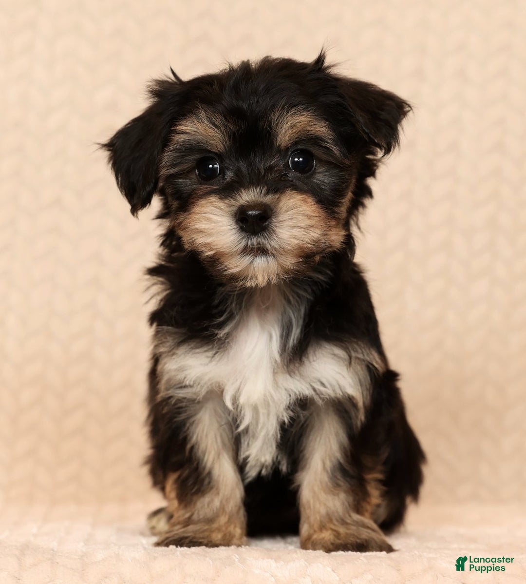 Yochon dogs for sale: Bella - Ad 5