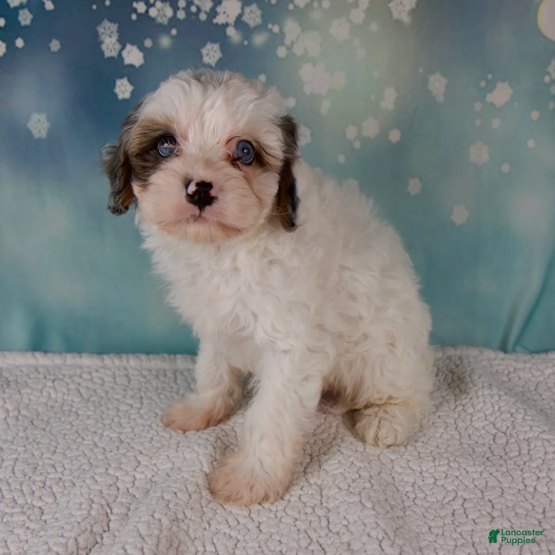 Cavapoo dogs for sale: Max - Ad 4