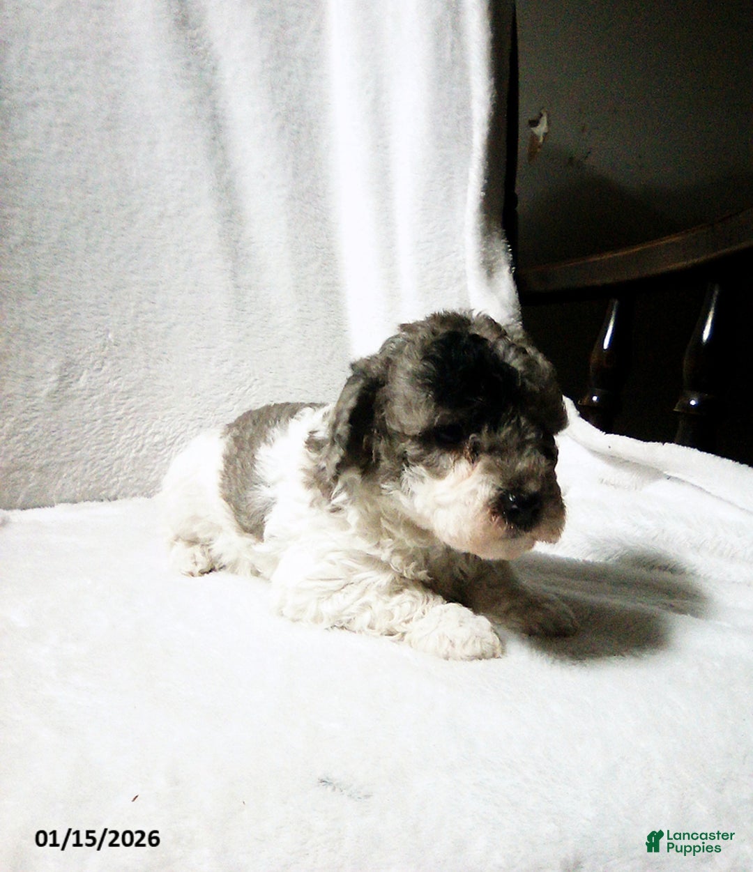 Toy Poodle dogs for sale: Eva - Ad 5