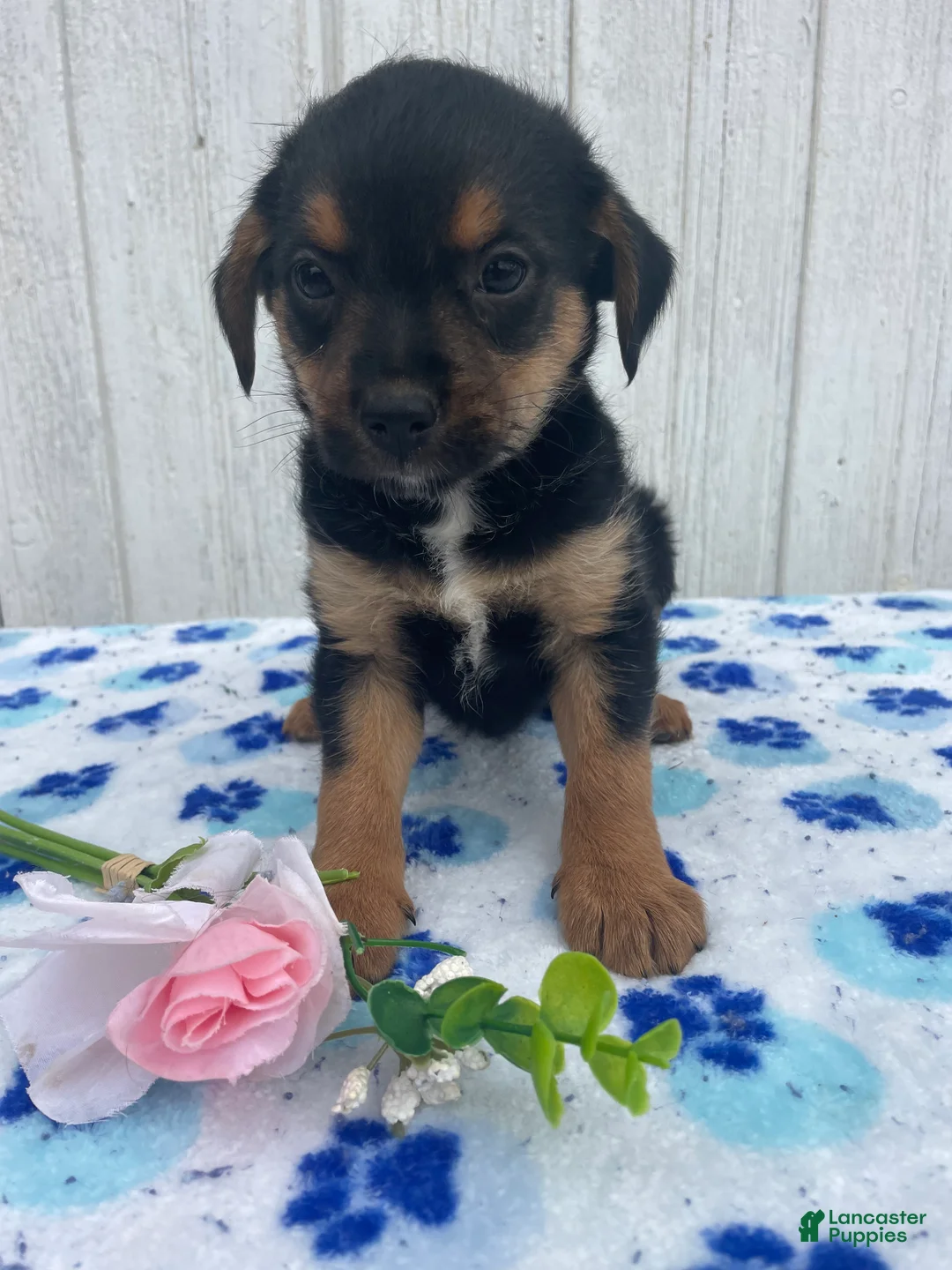 Mixed Breed dogs for sale: Cooper - Ad 4