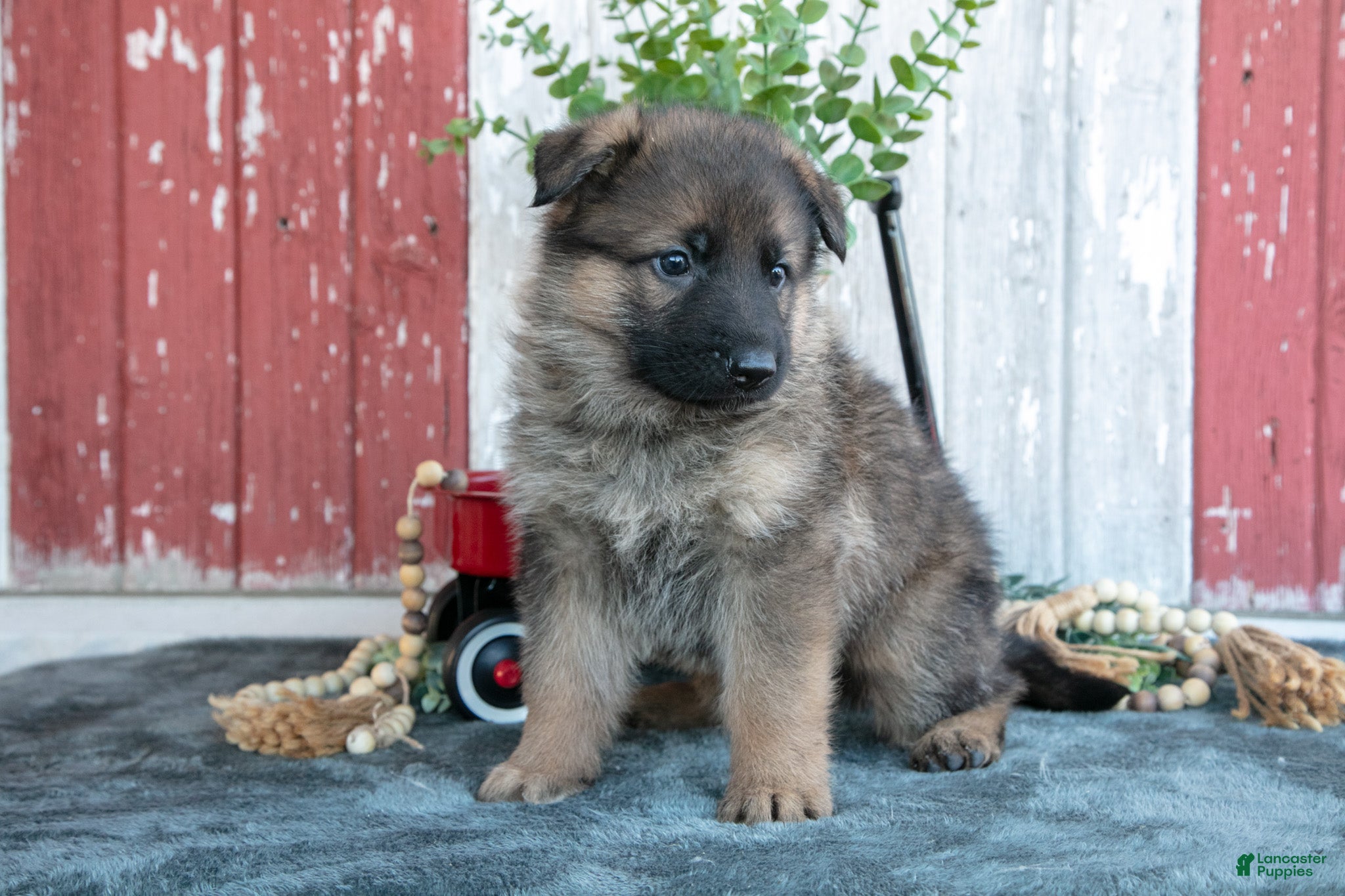 German Shepherd dogs for sale: Kyrie - Ad 2