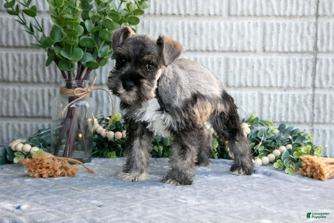 Miniature Schnauzer dogs for sale: May - Ad 3