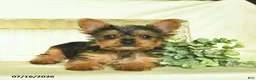 Yorkshire Terrier dogs for sale: Lariett  - Ad 4