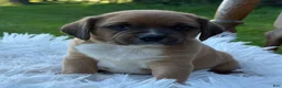 Puggle dogs for sale: Poppy - Ad 3