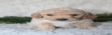 Bichpoo 2