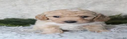 Bichpoo dogs for sale: Bichpoo 2 - Ad 1