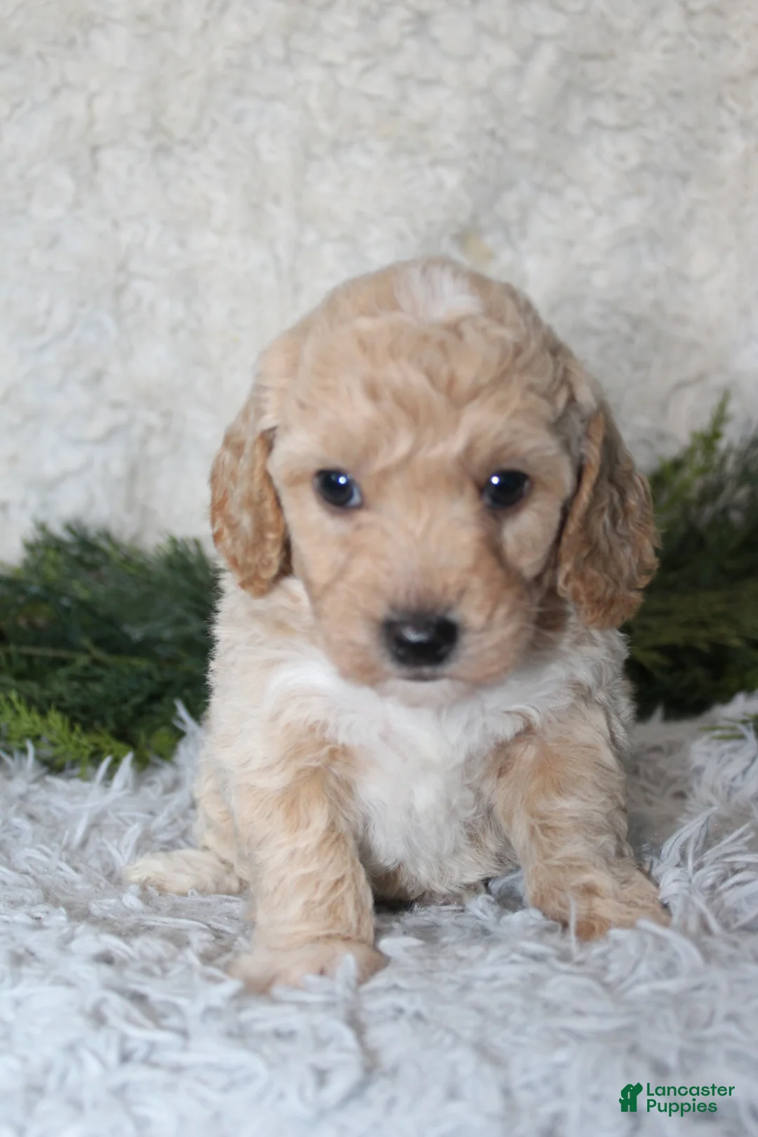 Bichpoo dogs for sale: Bichpoo 2 - Ad 1