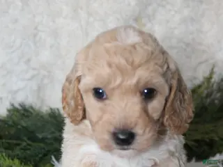 Bichpoo dogs Bichpoo 2 - Ad 6