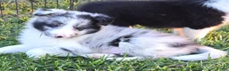 Shetland Sheepdog dogs for sale: Giggles - Ad 5