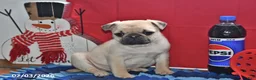 Pug dogs for sale: Billy - Ad 4