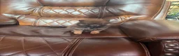 Pomeranian dogs for sale: Pomeranian 2 - Ad 1
