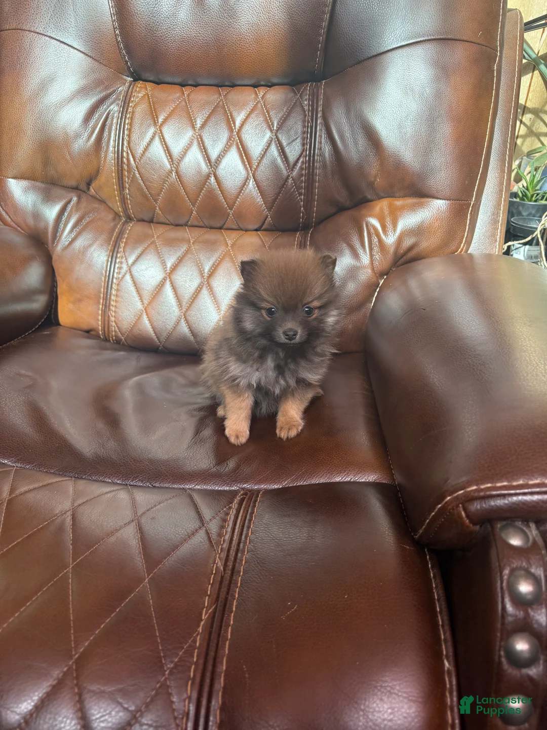 Pomeranian dogs for sale: Pomeranian 2 - Ad 1
