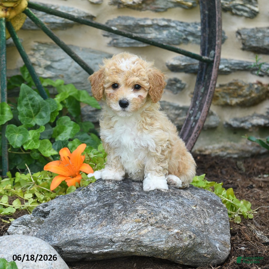 Mini Goldendoodle dogs Pearl - Ad 2