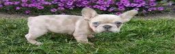 French Bulldog dogs for sale: Sophia - Ad 3
