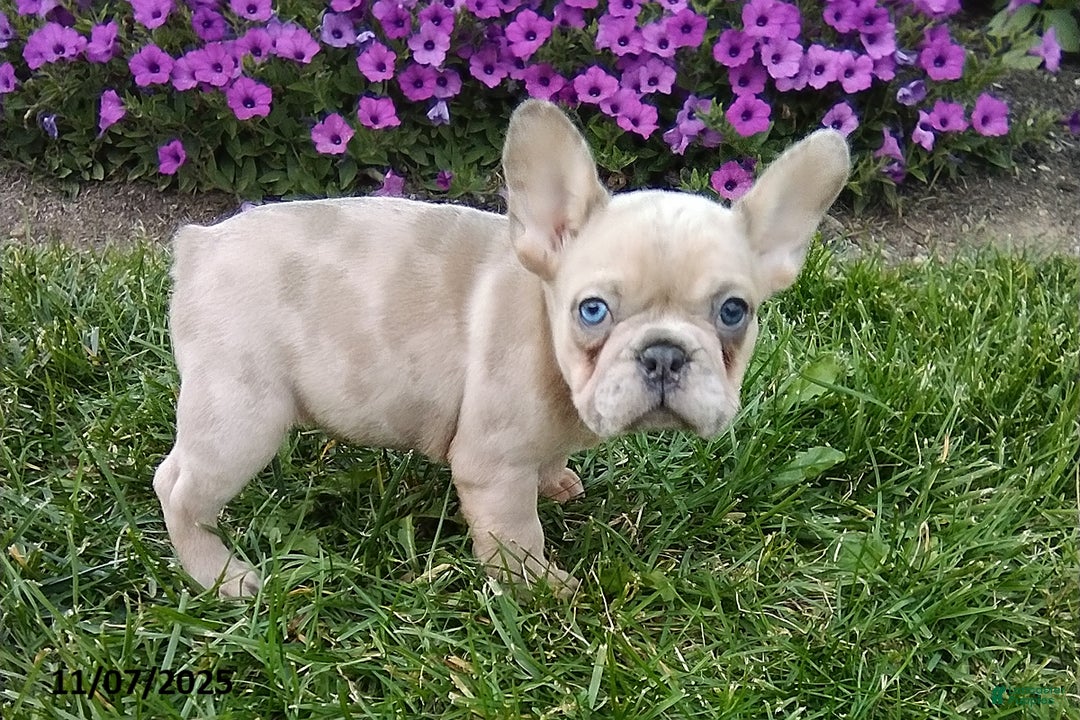 French Bulldog dogs for sale: Sophia - Ad 3
