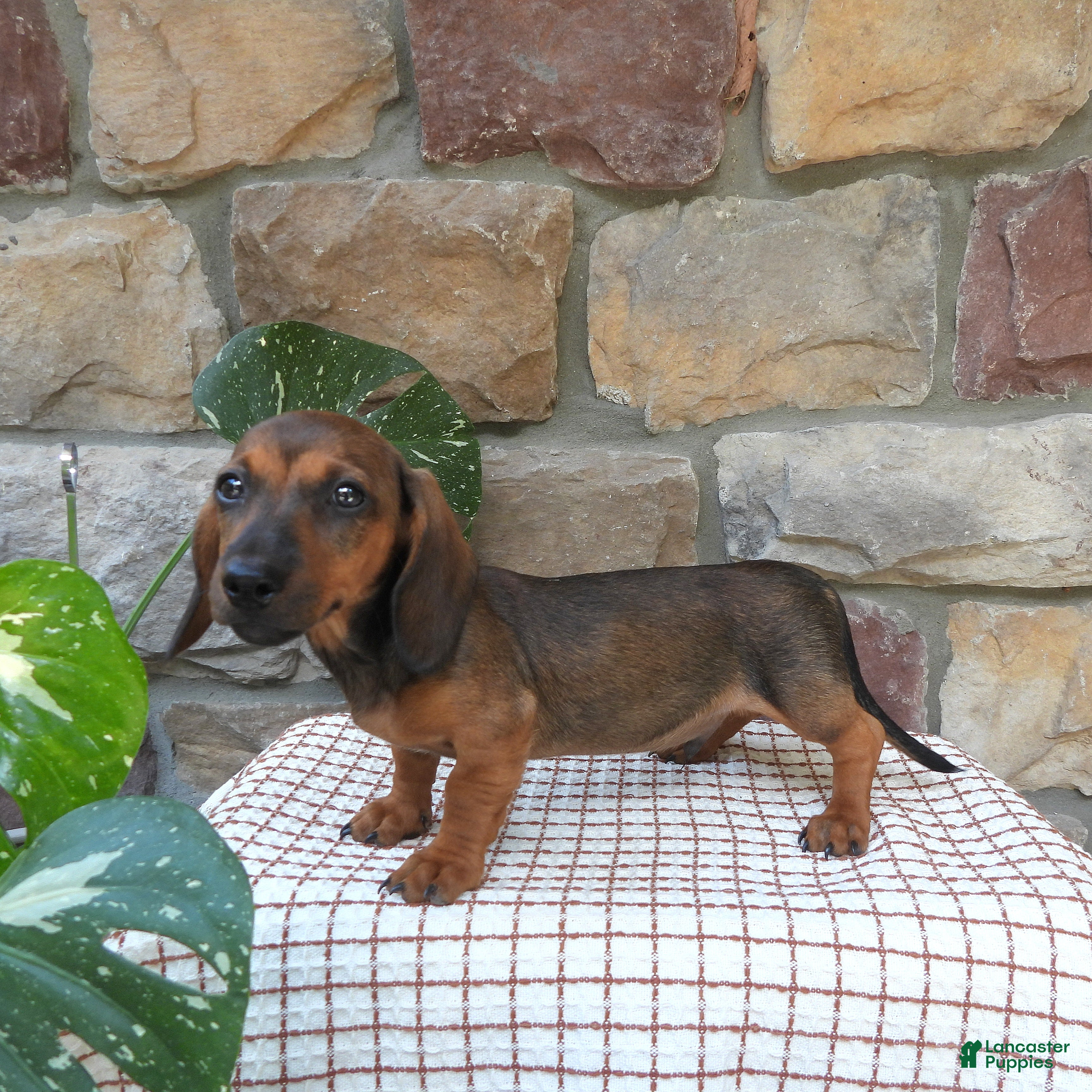 Miniature Dachshund dogs Toby - Ad 2