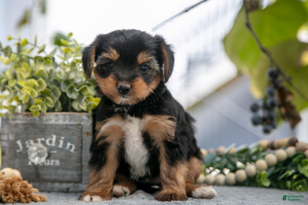 Shorkie dogs for sale: Eric - Ad 1