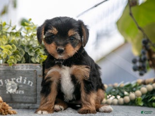 Shorkie dogs Eric - Ad 31