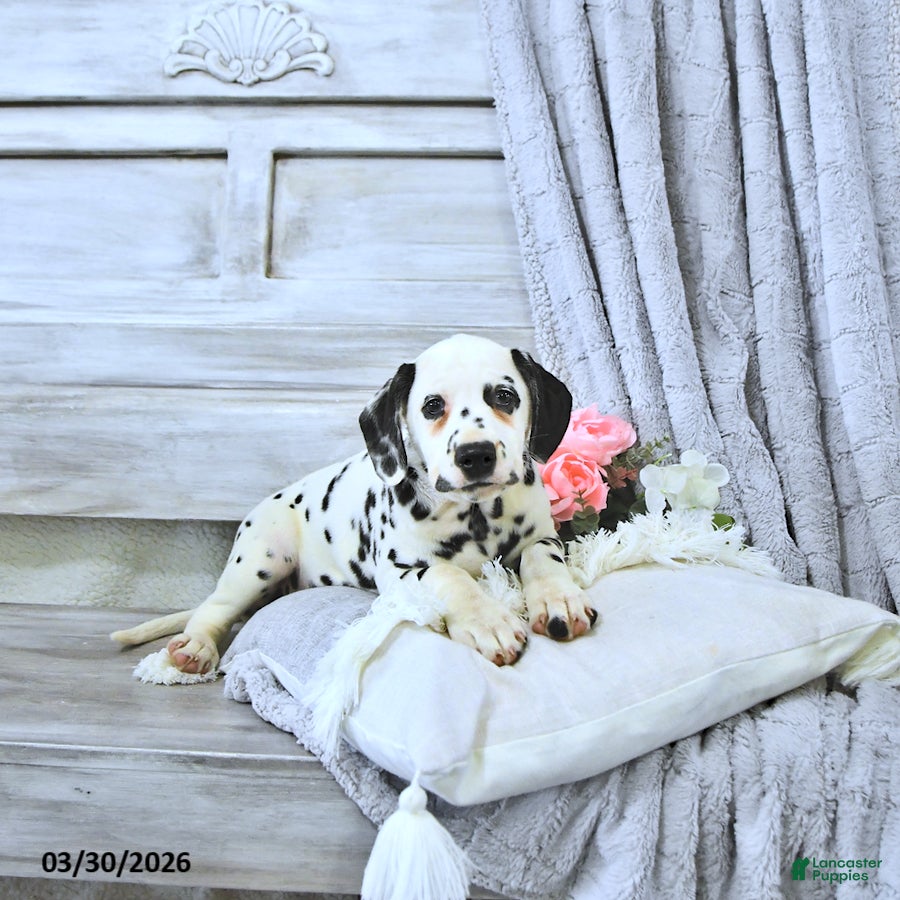 Dalmatian dogs Sage - Ad 1