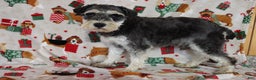 Miniature Schnauzer dogs for sale: tony - Ad 7