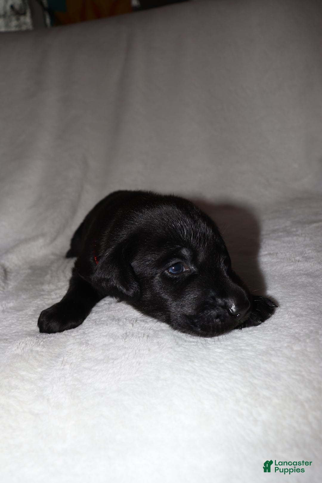 Labrador Retriever dogs for sale: Trucker - Ad 2