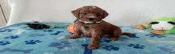 Cavapoo dogs for sale: Petey  - Ad 4