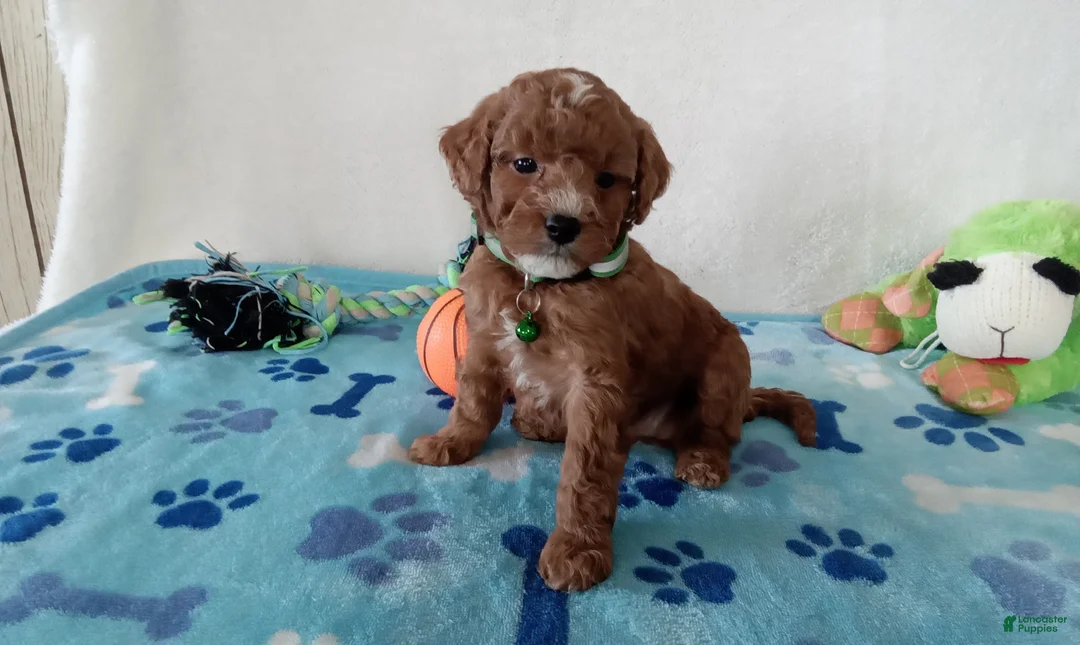 Cavapoo dogs for sale: Petey  - Ad 4