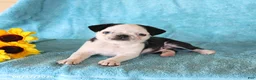 Pug dogs for sale: Sweetie - Ad 3