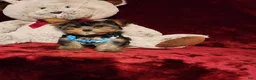 Yorkshire Terrier dogs for sale: TEDDY - Ad 9