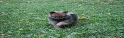 Pomeranian dogs for sale: Quinn  - Ad 3