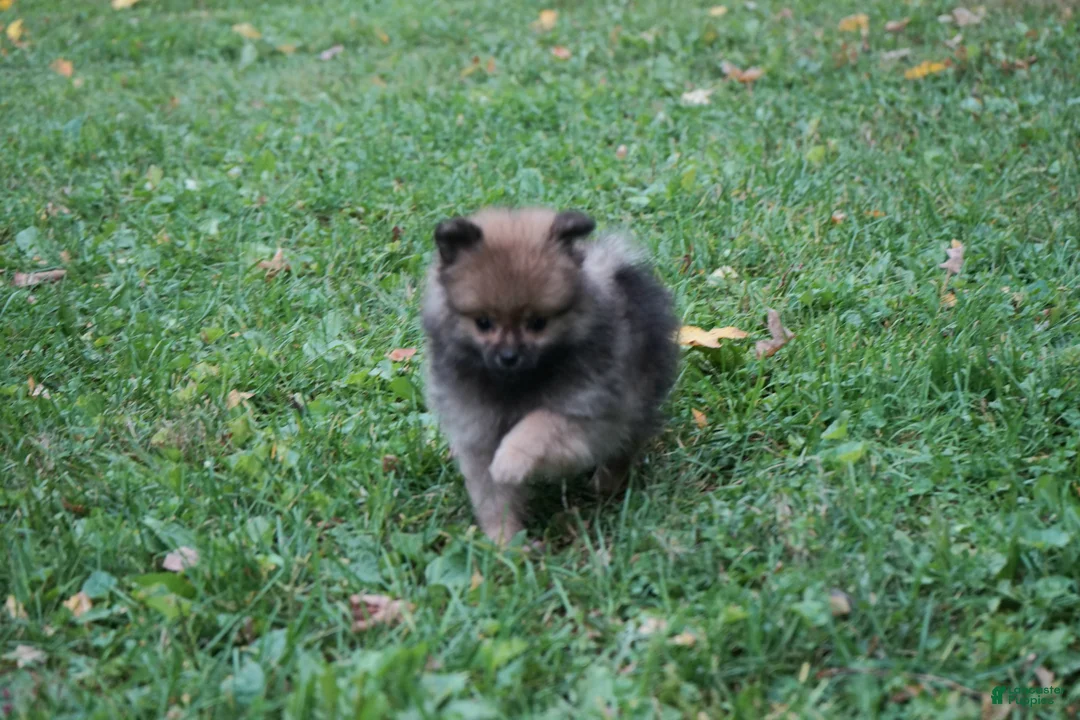 Pomeranian dogs for sale: Quinn  - Ad 3